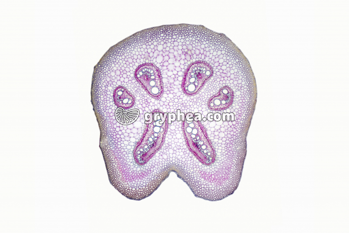 Pétiole de Fougère CT x10 - gryphea.com